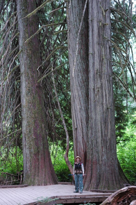 Grove of the Patriarchs