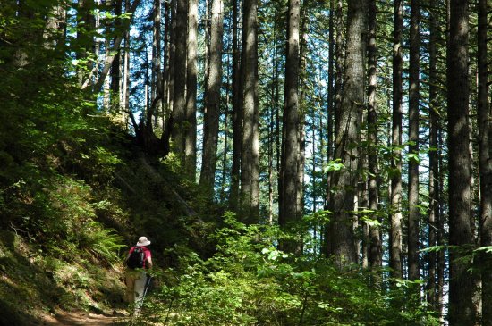 forest of trees