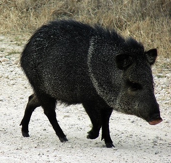 A javelina