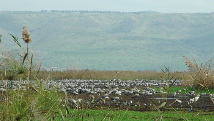 Cranes under the shadow of the Golan Heights
