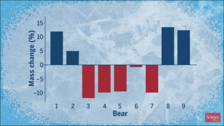 Polar bear calorie use in spring
