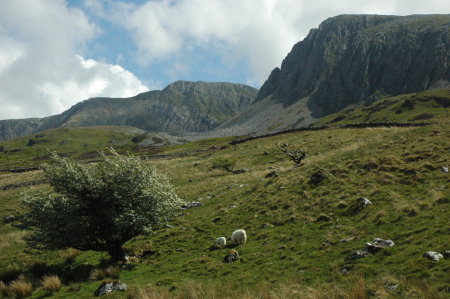 Sheep on the flanks of Cader Idris
