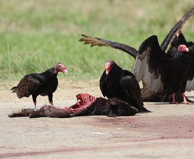 Vultures eating carrion