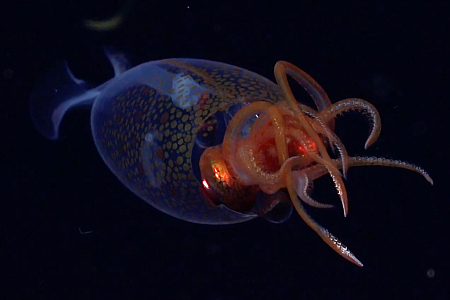 Baby giant colossal squid
