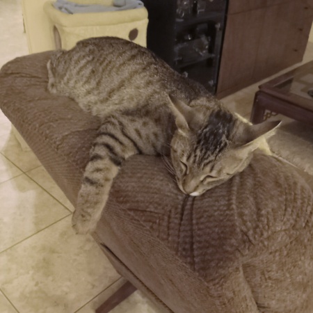 Misty sleeping in her own unique way