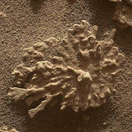 Coral on Mount Sharp!